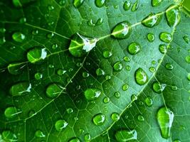 cerca arriba de verde hoja con agua gotas foto