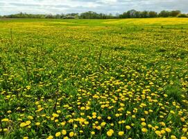 Close up view at a dandelion flowers on a green meadow during springtime. Floral field. photo