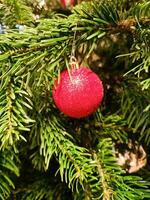 un rojo Navidad chuchería en un árbol. foto