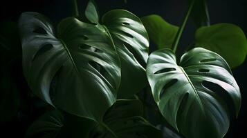 Green exotic Monstera leaves tropical plant in dark background. AI Generated photo