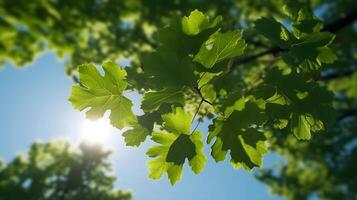 Green Sugar maple leaves tree, angle view from bottom with bright sun glare. photo