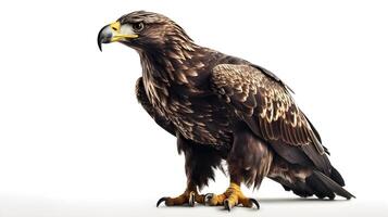 Golden eagle Aquila chrysaetos standing full body isolated on white background. AI Generated photo