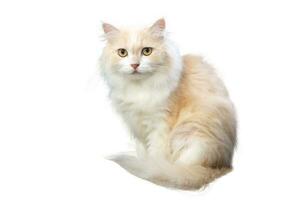 Light brown and white persian cat, isolate, on a white background photo