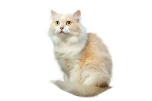 Light brown and white persian cat, isolate, on a white background photo