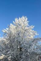 A beautiful white winter landscape with snow and trees photo