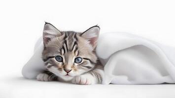 tabby kitten cat facing the camera with the quilt blanket bed comfort white background photo