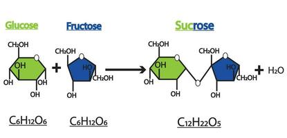 Formation of sucrose. Formation of glycoside bonds of two molecules, glucose and fructose,study content for biology students. vector illustration.