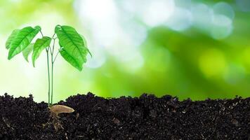 planta de semillero creciente desde fértil suelo hasta que Mañana luz de sol brillante, creciente y orgánico plantas ecología concepto, joven árbol con bokeh antecedentes. foto