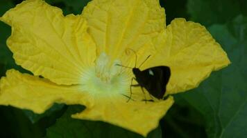 mariposa en flor video