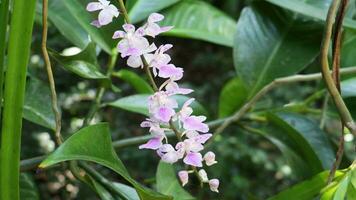 orchidée violette sur arbre video