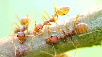 rouge fourmis sur le arbre puis agrafe le animal monde. video