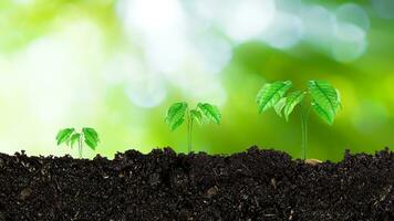 planta de semillero creciente desde fértil suelo hasta que Mañana luz de sol brillante, creciente y orgánico plantas ecología concepto, joven árbol con bokeh antecedentes. foto