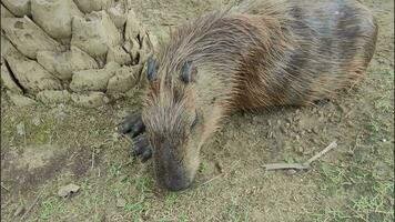 stänga upp en capybara var vänster till beta på lätthet i de parkera. video