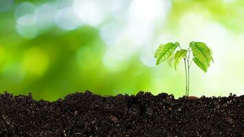 Seedling growing from fertile soil till morning sunlight shining, growing and organic plants ecology concept, Young tree with bokeh background. photo