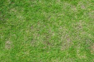 Abstract  top view green color of grass background texture ,for background photo