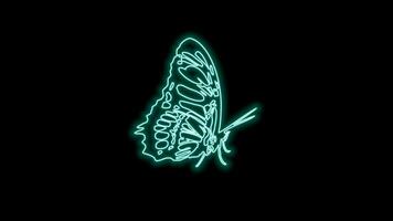 butterfly neon effect video