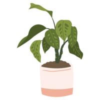 Calathea Plant Color 2D Illustrations png