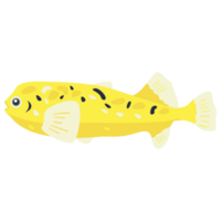 Puffer Fish 2D Color Illustrations png