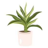 Whiterose Spider Plant Color 2D Illustrations png