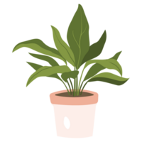 Cast Iron Plant Color 2D Illustrations png