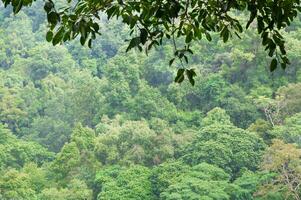 green forest background in a sunny day ,Tropical forest photo