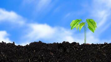 planta de semillero creciente desde fértil suelo hasta que Mañana luz de sol brillante, creciente y orgánico plantas ecología concepto, joven árbol con azul cielo antecedentes. foto