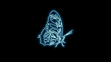 butterfly neon effect video