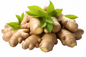 ginger plant isolated on transparent background ,ginger root ,generative ai png