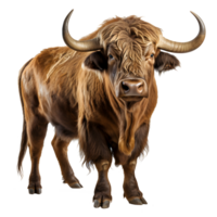 Stier mit Hörner isoliert auf Weiß Hintergrund ,Stier Illustration png ,generativ ai