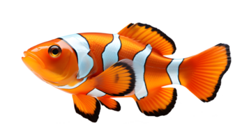 nemo zee vis geïsoleerd Aan transparant achtergrond ,aquarium sier- vis PNG ,generatief ai