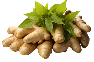 ginger plant isolated on transparent background ,ginger root ,generative ai png