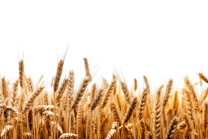 wheat field isolated on transparent background ,wheat field png clip art ,generative ai