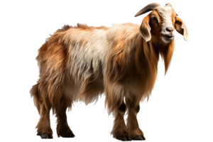 goat on transparent background,mountain goat png ,generative ai