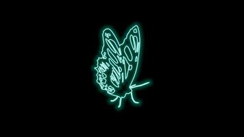 butterfly neon effect video