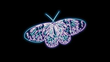 butterfly neon effect video