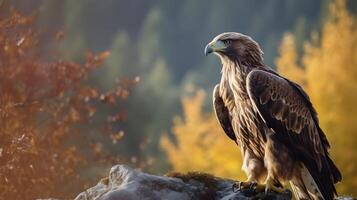 Golden eagle Aquila chrysaetos standing in the rock high ground with nature background. AI Generated photo