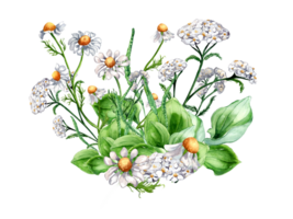 ramo de flores de prado medicinal flor, hierba plantas acuarela ilustración. margarita, manzanilla, plátano, achillea millefolium mano dibujado. diseño para etiqueta, paquete, tarjeta postal. png