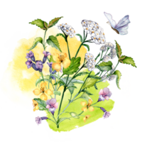 Bouquet of wild medicinal plant, herbs watercolor illustration. Achillea millefolium, nettle, pulmonaria, celanine flower hand drawn. Design for label, package, postcard. png