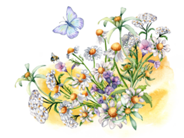 Composition of chamomile, yarrow, medicinal plants, watercolor splash illustration. Purple, yellow flower, bee, butterfly hand drawn. Design for label, package, postcard, card. png