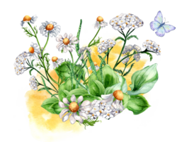 Bouquet of meadow medicinal flower, butterfly watercolor illustration. Daisy, camomile, plantain, achillea millefolium hand drawn. Design for label, package, postcard. png