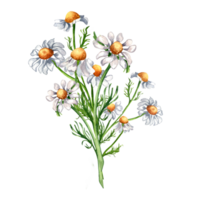 kamomill medicinsk växt vattenfärg illustration. daisy gul blomma, användbar ört kamomill hand ritade. design för märka, paket, vykort. png