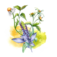 salvia ört- växt, bidens tripartita vattenfärg illustration. salvia, nässla, kamomill, daisy användbar blommor hand ritade. design för märka, paket, vykort, kort. png