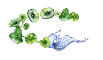 Wreath of centella asiatica, herbal plants watercolor illustration. Pennywort, gotu kola, rounded leaves, water splash hand drawn. Design for package, label, herbal plant collection. png