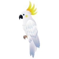 isolate summer Cockatoo bird elements png