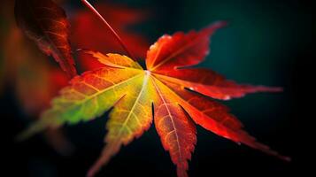 Close up Japanese maple leaf in autumn season background and backdrop. AI Generated photo