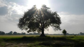 A silhouette of a large tree with meadow and nature trees at the background in a bright sunny day and sun glare. photo