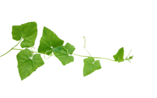 vine plant climbing isolated on transparent background. png