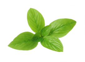 basil leaves isolated on transparent background. png