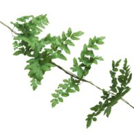 climbing fern leaves isolated on transparent background. png