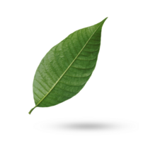 Mango leaves isolated on white background. png